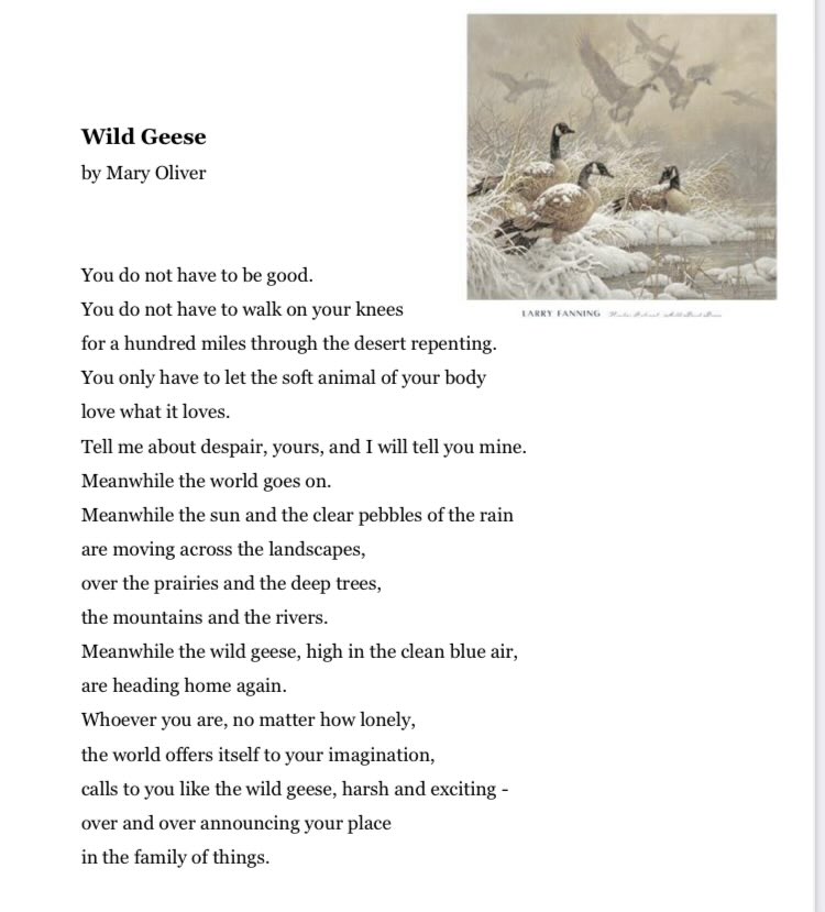 agniv_s's tweet photo. it’s always been like this.

you do not have to be perfect.

wild geese. mary oliver. https://t.co/iiM0gfmpBO