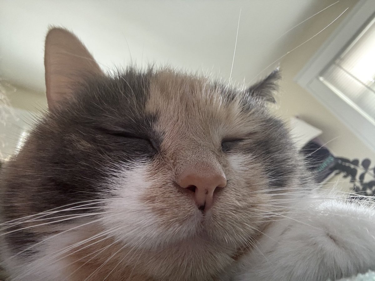 habitual line-stepper tweet media