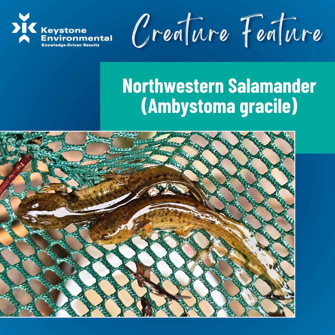 KeystoneEnv's tweet image. This week’s #CreatureFeature showcases an adorable duo of Northwestern salamanders (Ambystoma gracile), spotted during a recent salvage effort in Burke Mountain.

#BiologicalServices #TechnicalExperts #KeystoneEnvironmental #EnvironmentalConsulting