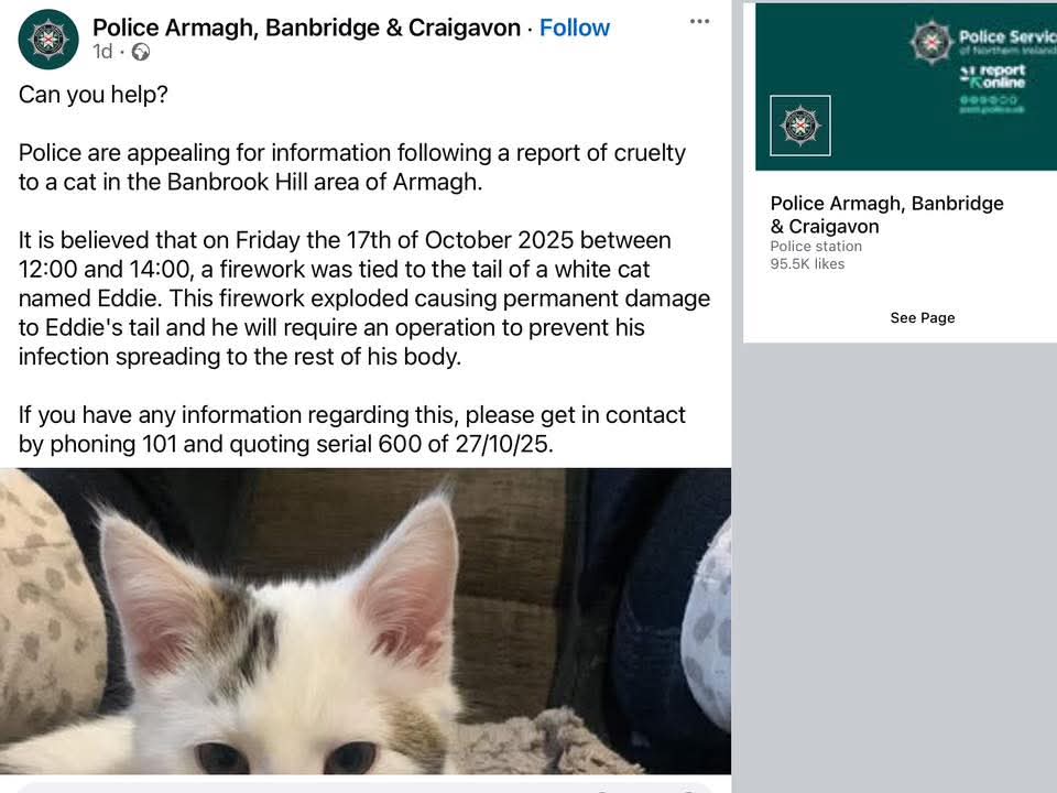 MissingPetsGB's tweet image. Appeal from @PSNIABC

“Can you help?

Police are appealing for information following a report of cruelty to a cat in the Banbrook Hill area of Armagh

It is believed that on Friday 17 October 2025 between 12:00 and 14:00, a firework was tied to the tail of a white cat named Eddie