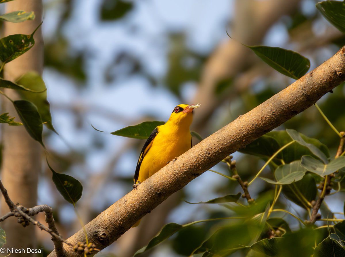 ret2indnri's tweet photo. #IndiAves #birding #NaturePhotography #TwitterNatureCommunity @NatureinFocus1 @SanctuaryAsia #NiFHiveFeature @BNHSIndia #BirdsSeenIn2025 @GujBiodiversity #Mahisagar @birdcountindia @Canon_India
Golden Oriole - Mahisagar, Oct 2025 https://t.co/qLe58SBLlN