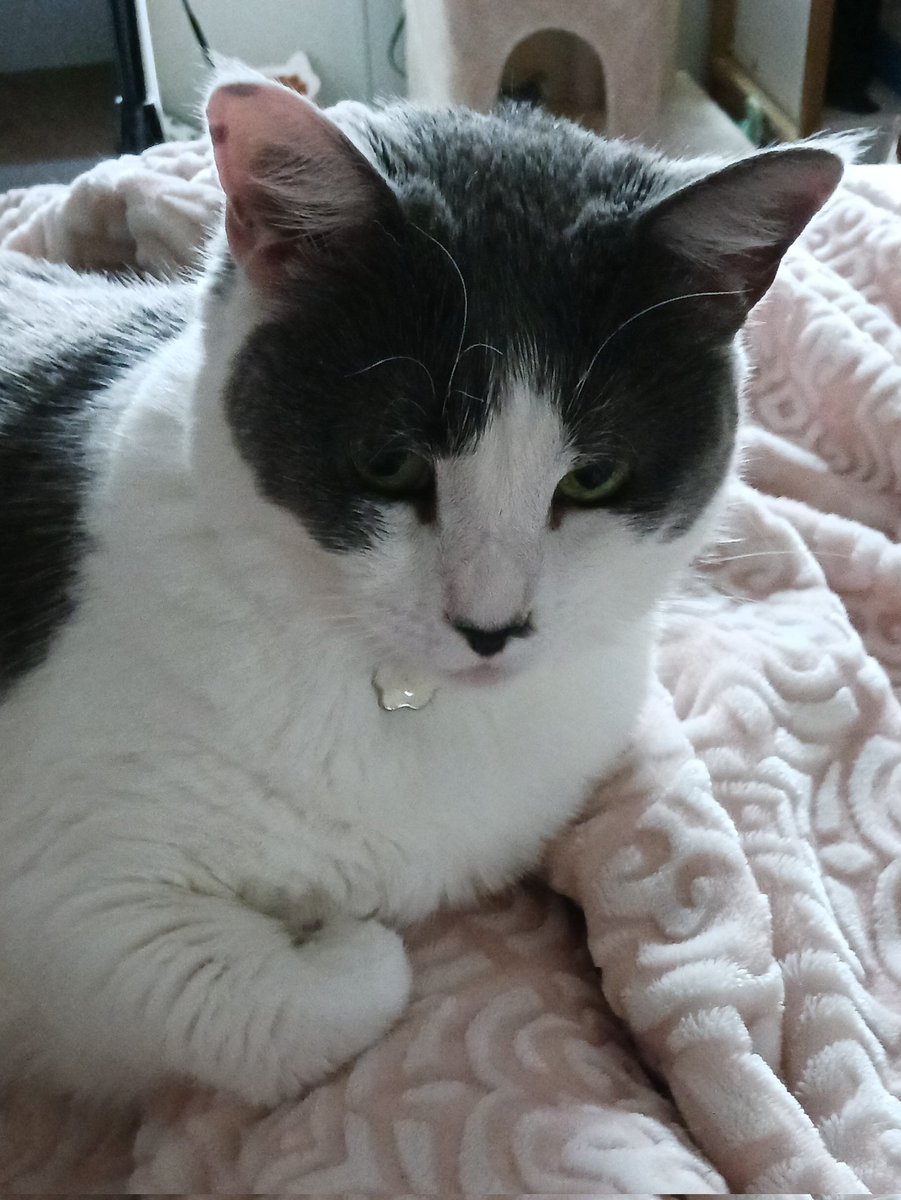 egglinsbest's tweet image. sitting on momys leg