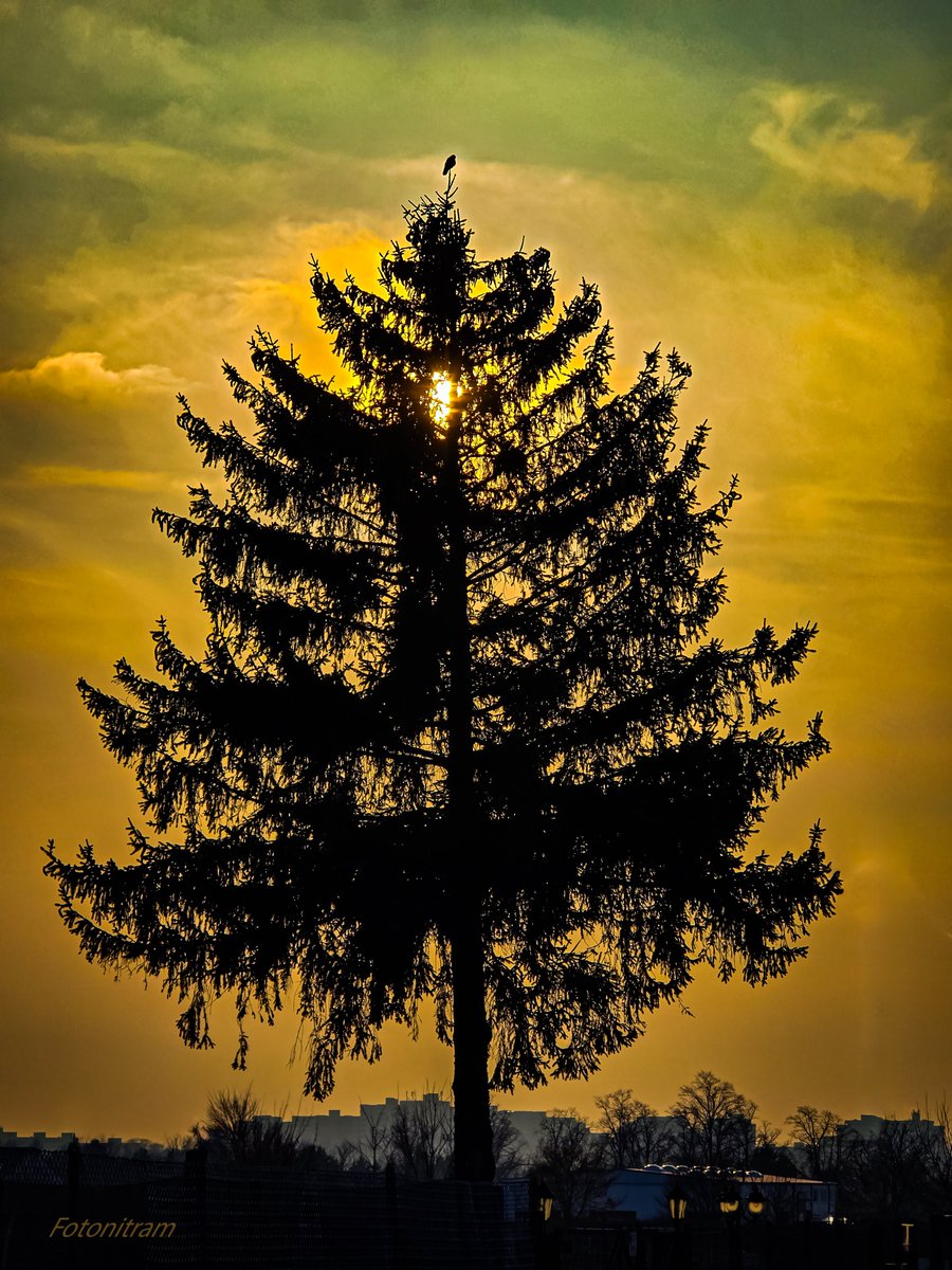 Fotonitram's tweet image. Guten Abend meine lieben Freunde, ich wünsche euch noch einen schönen Rest Dienstagabend, Gruß Nitram 😎🫶🍀🕊️🌳✨🙋‍♂️🦋

#TuesdayTrees