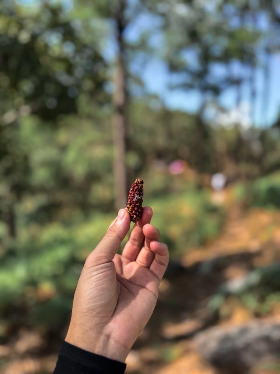 แมวดำ tweet media