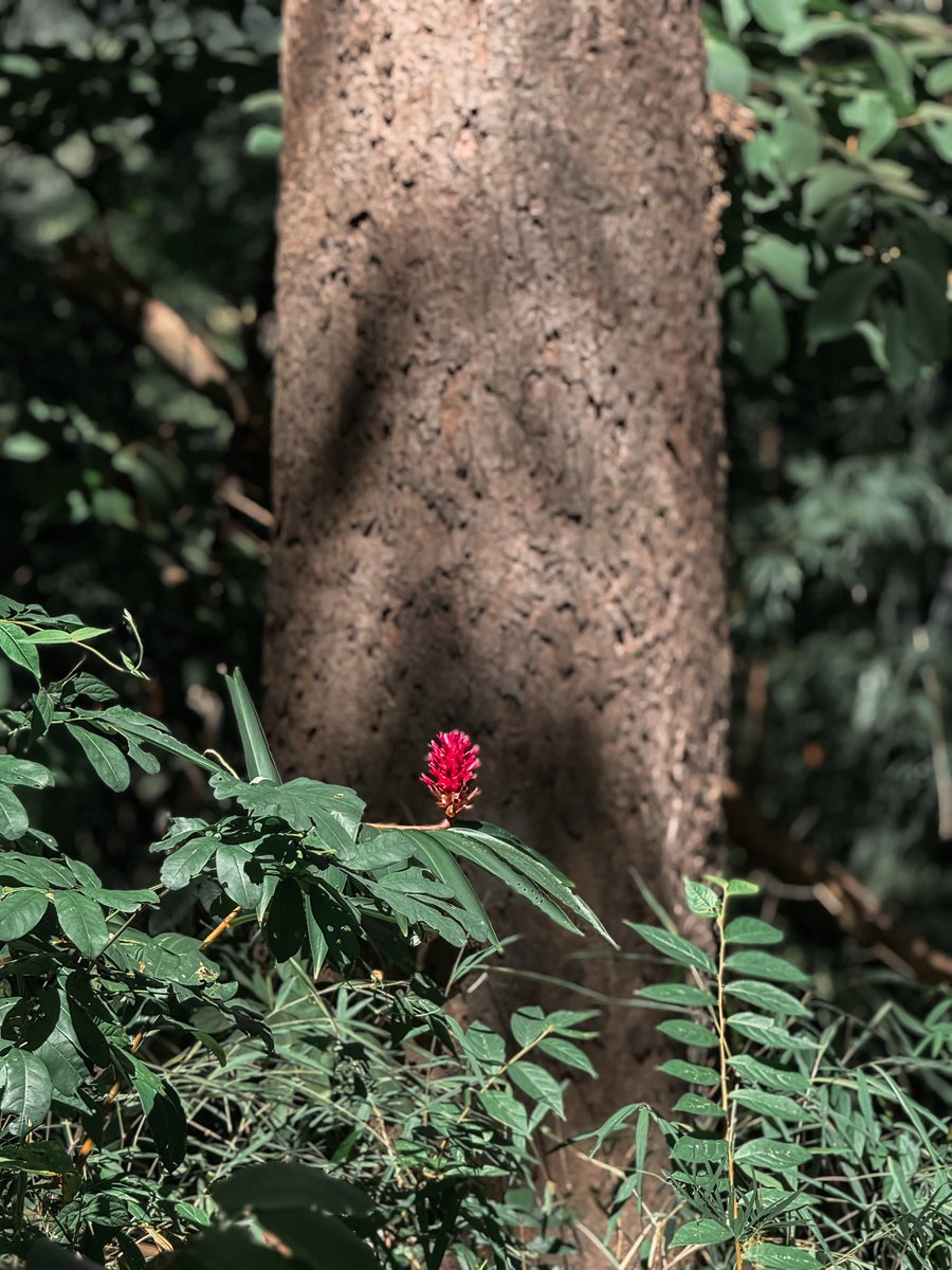 แมวดำ tweet media