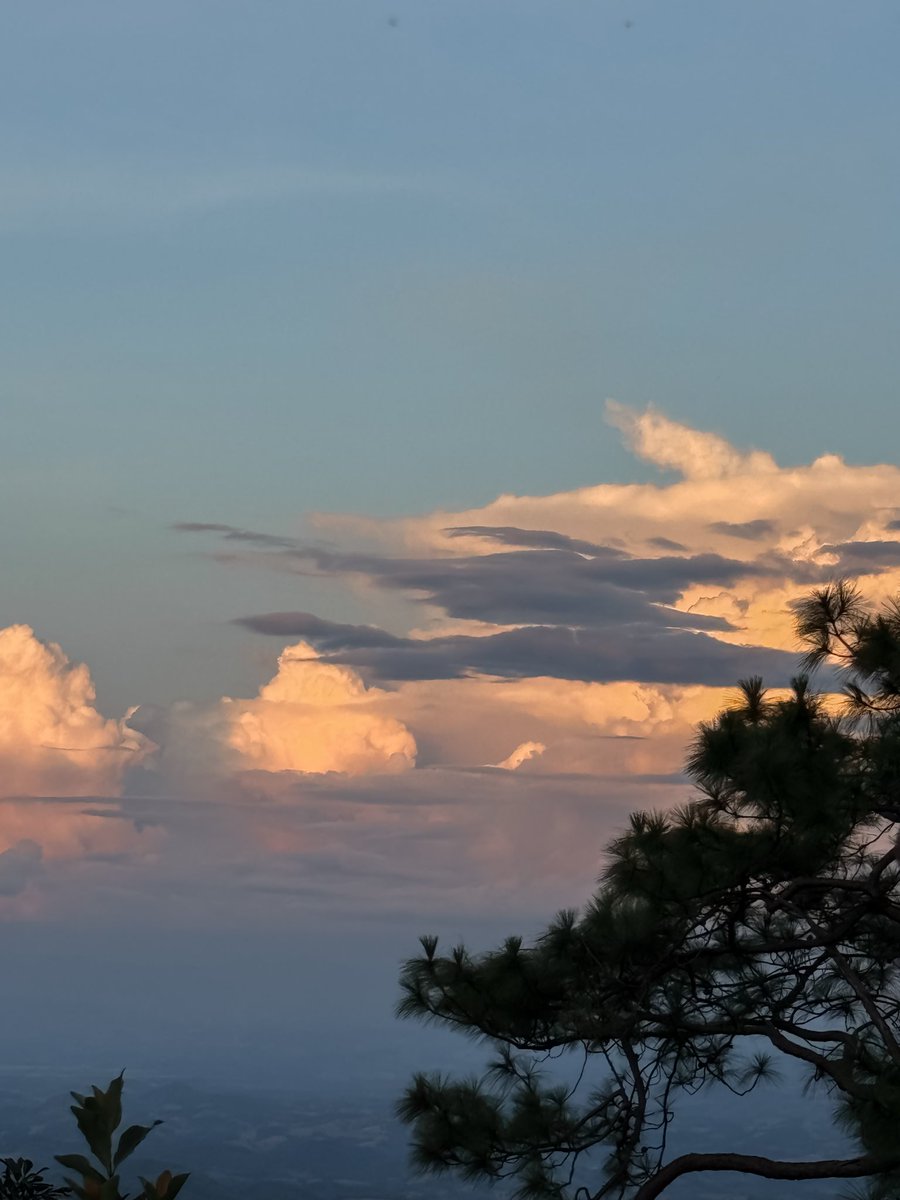 แมวดำ tweet media