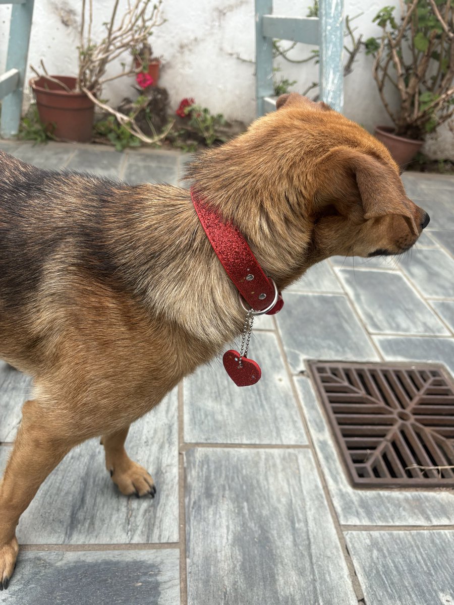lamamadelpocho's tweet photo. Me puse un collar de brillos y me fui a conocer a Lety que me esperaba con los ojos brillosos llenos de emoción y los brazos abiertos Y así casi sin pensarlo estaba en MI CASA CON MI MAMA Porq solo tuve que sentir sus caricias para saber que ese era mi HOGAR. LA PUCHI ADOPTADA! https://t.co/QKiqA8Glsg