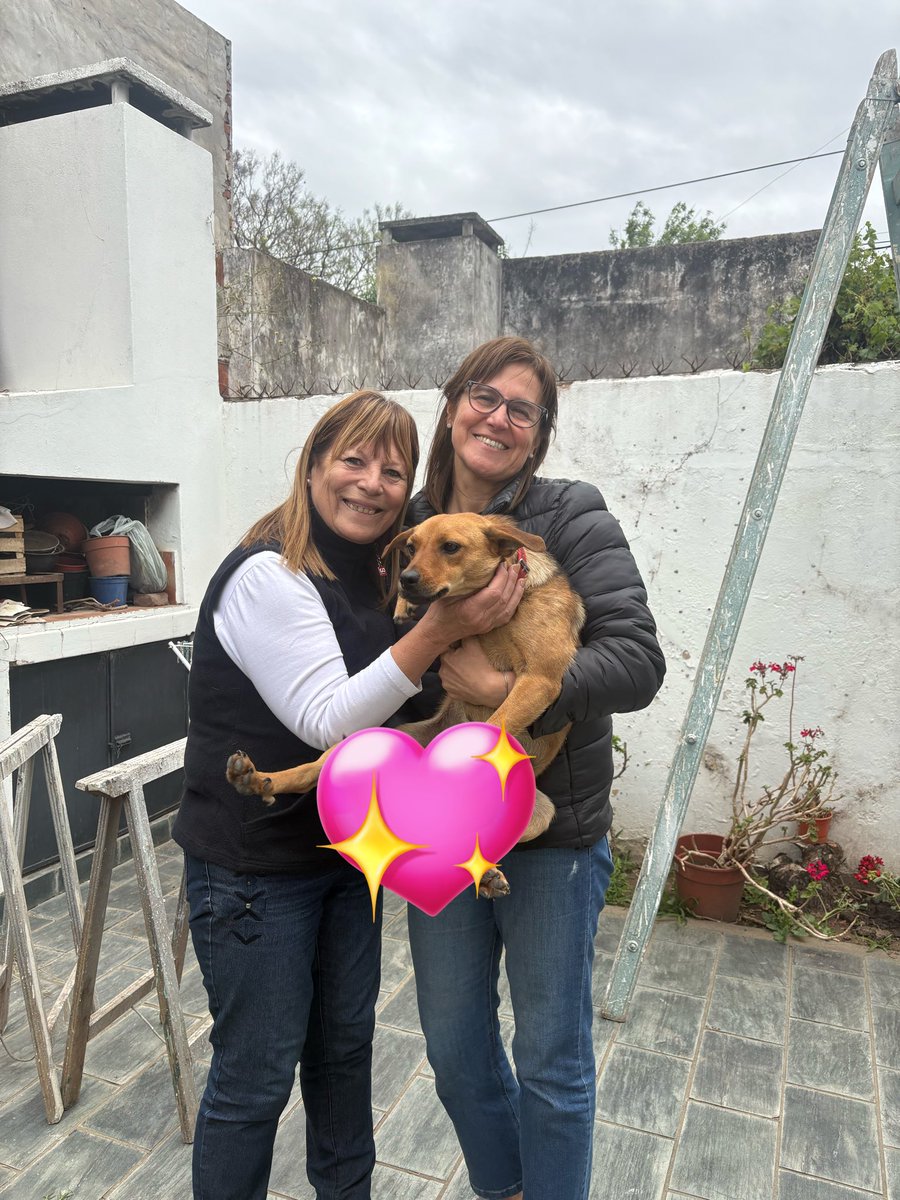 lamamadelpocho's tweet photo. Me puse un collar de brillos y me fui a conocer a Lety que me esperaba con los ojos brillosos llenos de emoción y los brazos abiertos Y así casi sin pensarlo estaba en MI CASA CON MI MAMA Porq solo tuve que sentir sus caricias para saber que ese era mi HOGAR. LA PUCHI ADOPTADA! https://t.co/QKiqA8Glsg