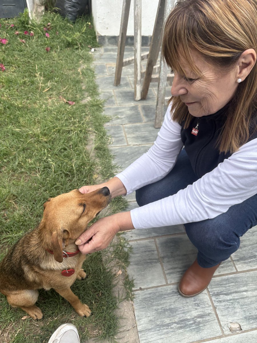lamamadelpocho's tweet photo. Me puse un collar de brillos y me fui a conocer a Lety que me esperaba con los ojos brillosos llenos de emoción y los brazos abiertos Y así casi sin pensarlo estaba en MI CASA CON MI MAMA Porq solo tuve que sentir sus caricias para saber que ese era mi HOGAR. LA PUCHI ADOPTADA! https://t.co/QKiqA8Glsg