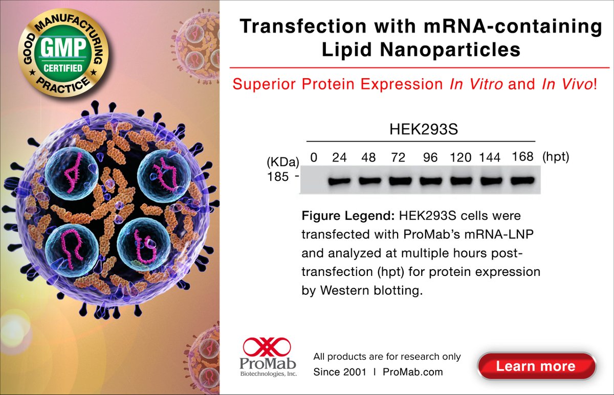 ProMabBiotech's tweet image. 🔬🧬 Advance your vaccine and therapy research with ProMab’s GMP-grade mRNA-LNP platform—offering precise delivery, high protein expression, and fast turnaround for preclinical and immunotherapy studies. Learn more 👉 🔗na2.hubs.ly/H01Pb2w0  #mRNA-LNP #GMP #BioTech #mRNA #LNP