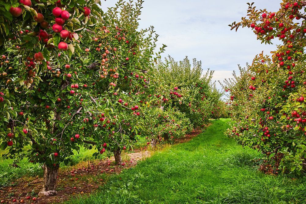 Past work by a multistate project improving fruit tree rootstocks led to a 20% increase in apple yields and enhanced apple size 10%, providing estimated economic gains of $200 million. Learn more: bit.ly/MRF-fruittrees 

#NationalAppleMonth <a href="/AgIsAmerica/">Agriculture is America</a> <a href="/USDA_NIFA/">NIFA</a>