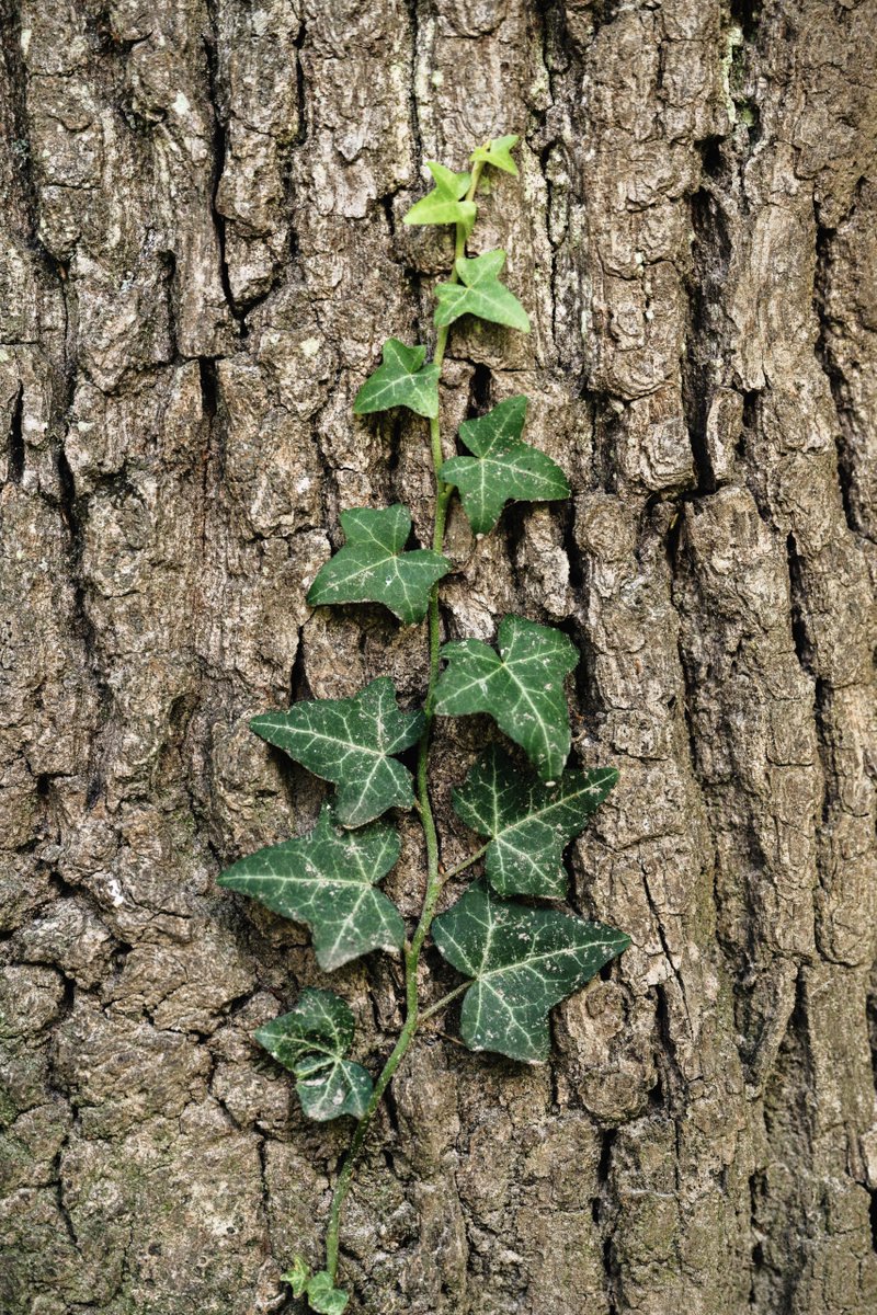 🍂🦔 Cet automne, contribuez à la richesse de notre biodiversité ! 🌿🐿️
 
Depuis 2023, Grand Paris Seine Ouest (GPSO) invite les habitants à participer à la préservation de la nature locale en signalant certaines espèces emblématiques sur l’observatoire de la biodiversité.
🕊️