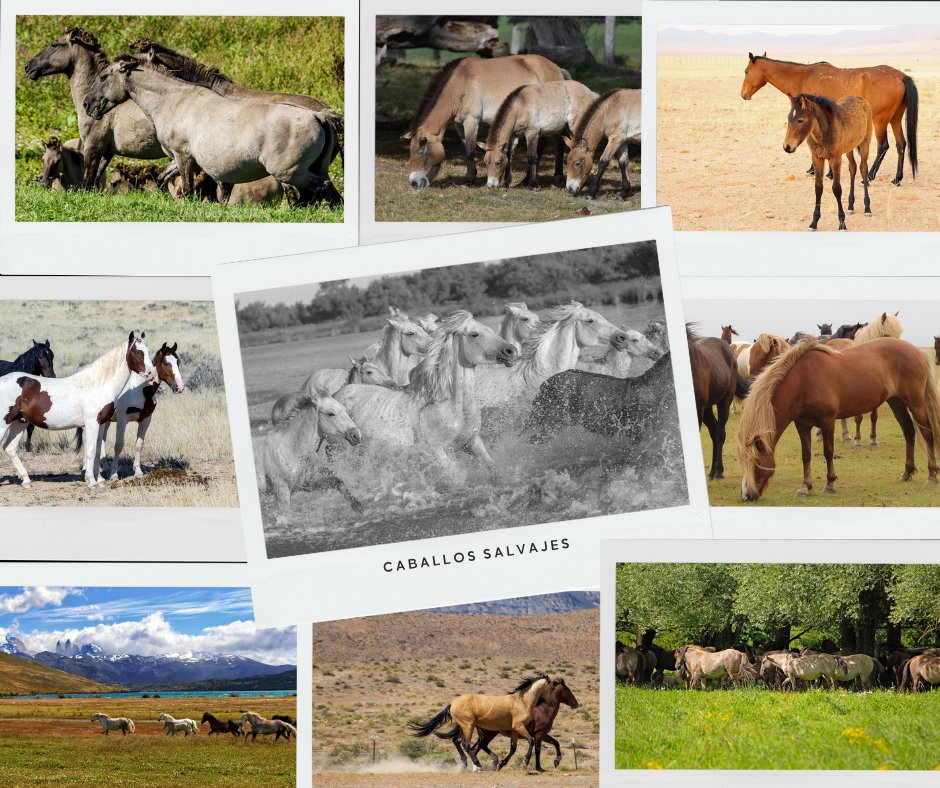A Ritmo de Galope.
El Mundo del Caballo 🐎

Los últimos caballos salvajes... 

Leer en 👇
aritmodeogalope.blogspot.com/2025/10/los-ul… 

#aritmodegalope
#elmundodelcaballo
#caballos
#caballossalvajes
#equinos