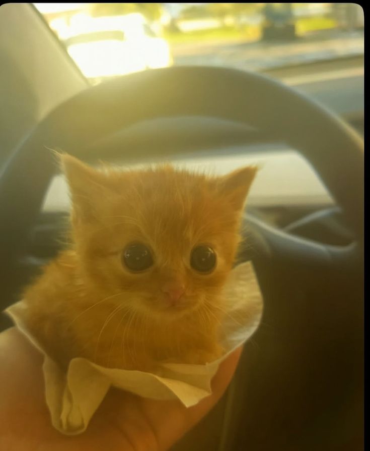 postsofkittens's tweet image.