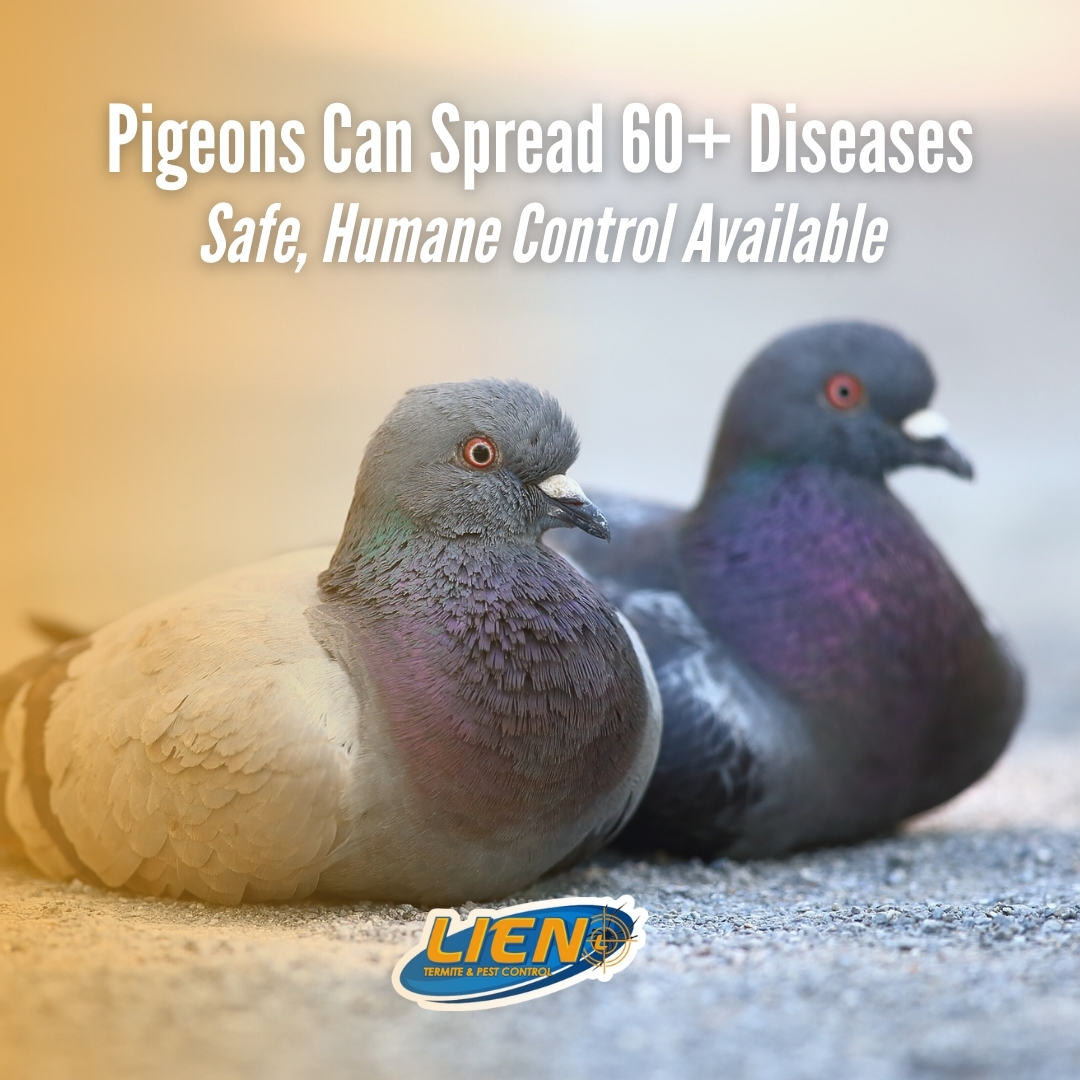 LienTermite's tweet image. Pigeons = more than a nuisance 🐦

Their droppings can carry 60+ diseases.

Call us for safe, humane pigeon control.

You can Lien on us for what&apos;s bugging you!

#PigeonControl #UrbanPests #LienTermite