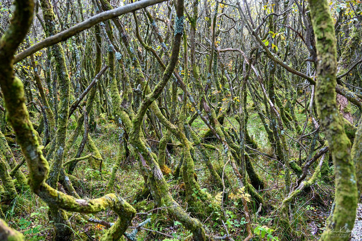 manxscenes's tweet image. A wander around the Curragh in Ballaugh this afternoon and spotted a few wallabies hiding in the twisted trees and boggy areas 🇮🇲 #isleofman #ballaugh #curragh #wallabies