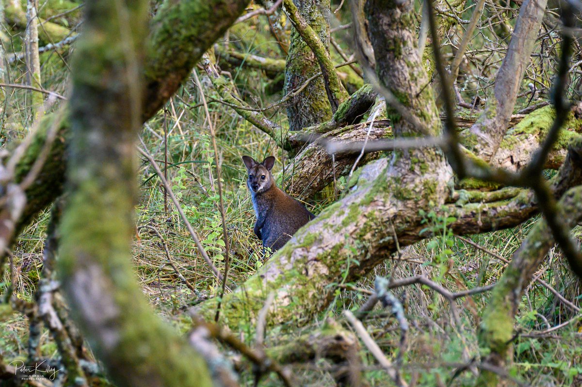 manxscenes's tweet image. A wander around the Curragh in Ballaugh this afternoon and spotted a few wallabies hiding in the twisted trees and boggy areas 🇮🇲 #isleofman #ballaugh #curragh #wallabies