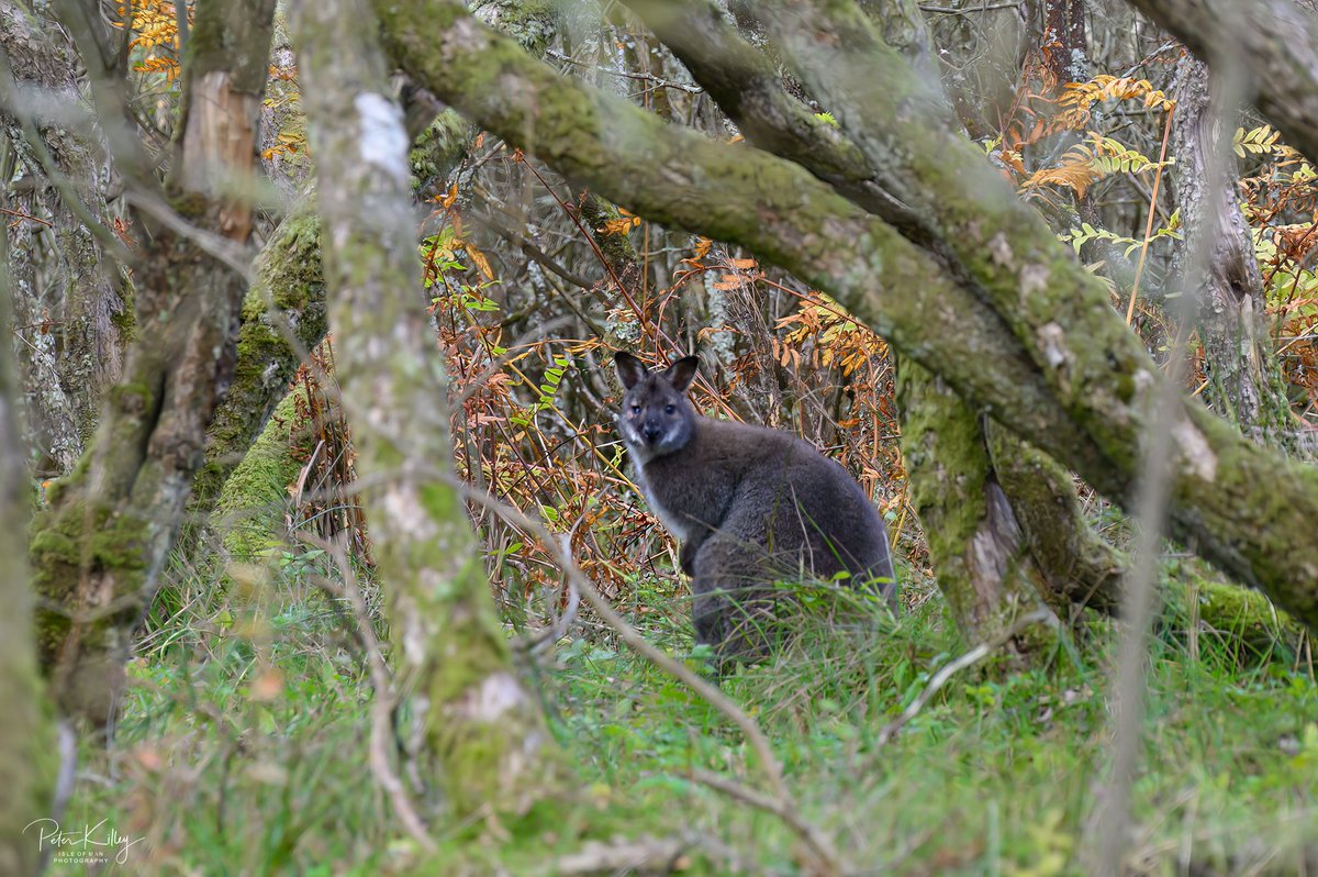 manxscenes's tweet image. A wander around the Curragh in Ballaugh this afternoon and spotted a few wallabies hiding in the twisted trees and boggy areas 🇮🇲 #isleofman #ballaugh #curragh #wallabies