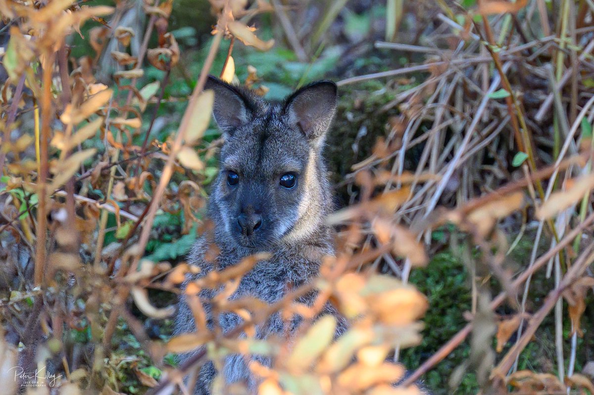 manxscenes's tweet image. A wander around the Curragh in Ballaugh this afternoon and spotted a few wallabies hiding in the twisted trees and boggy areas 🇮🇲 #isleofman #ballaugh #curragh #wallabies