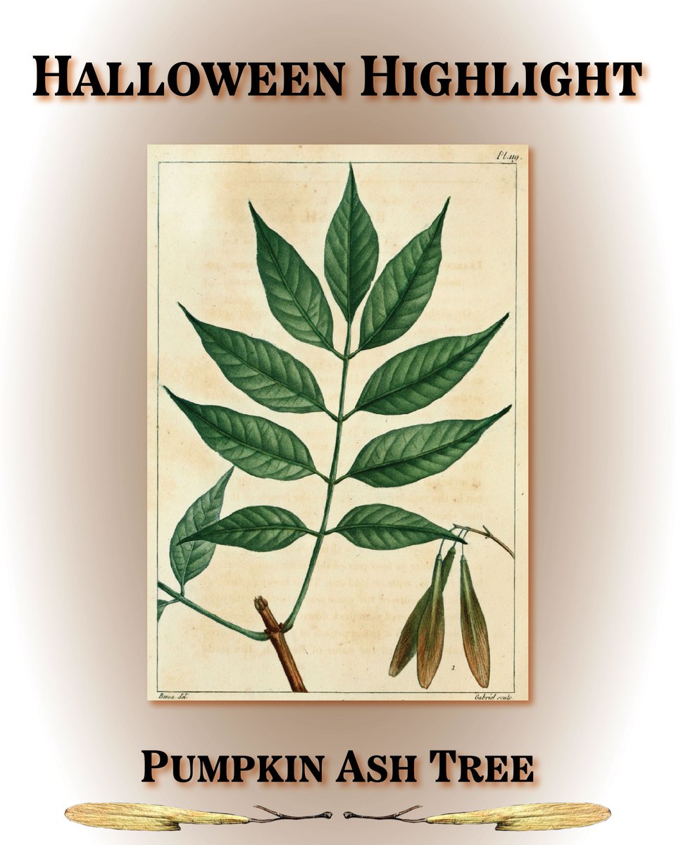 longpointca's tweet image. In honour of halloweek, it's time for a #halloweenhighlight ! The leaves you see belong to the endangered Pumpkin 🎃 Ash tree, with only 2 mature Pumpkin Ash known to be left in southwestern Ontario due to the invasive Emerald Ash Borer... now that's really frightening!