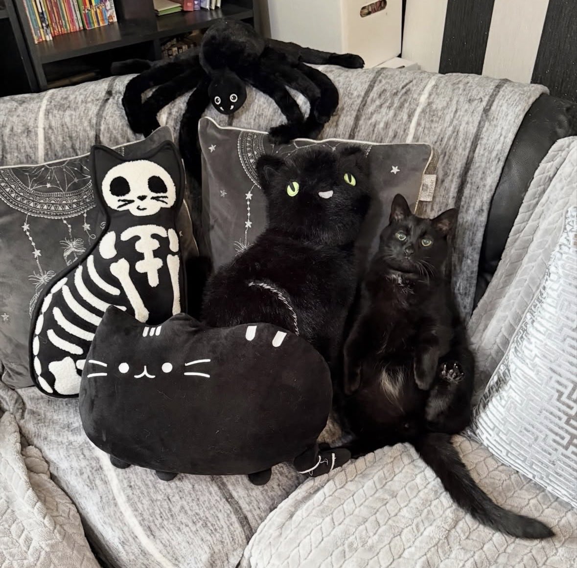 Black cats are not bad luck (@visualscat) on Twitter photo 