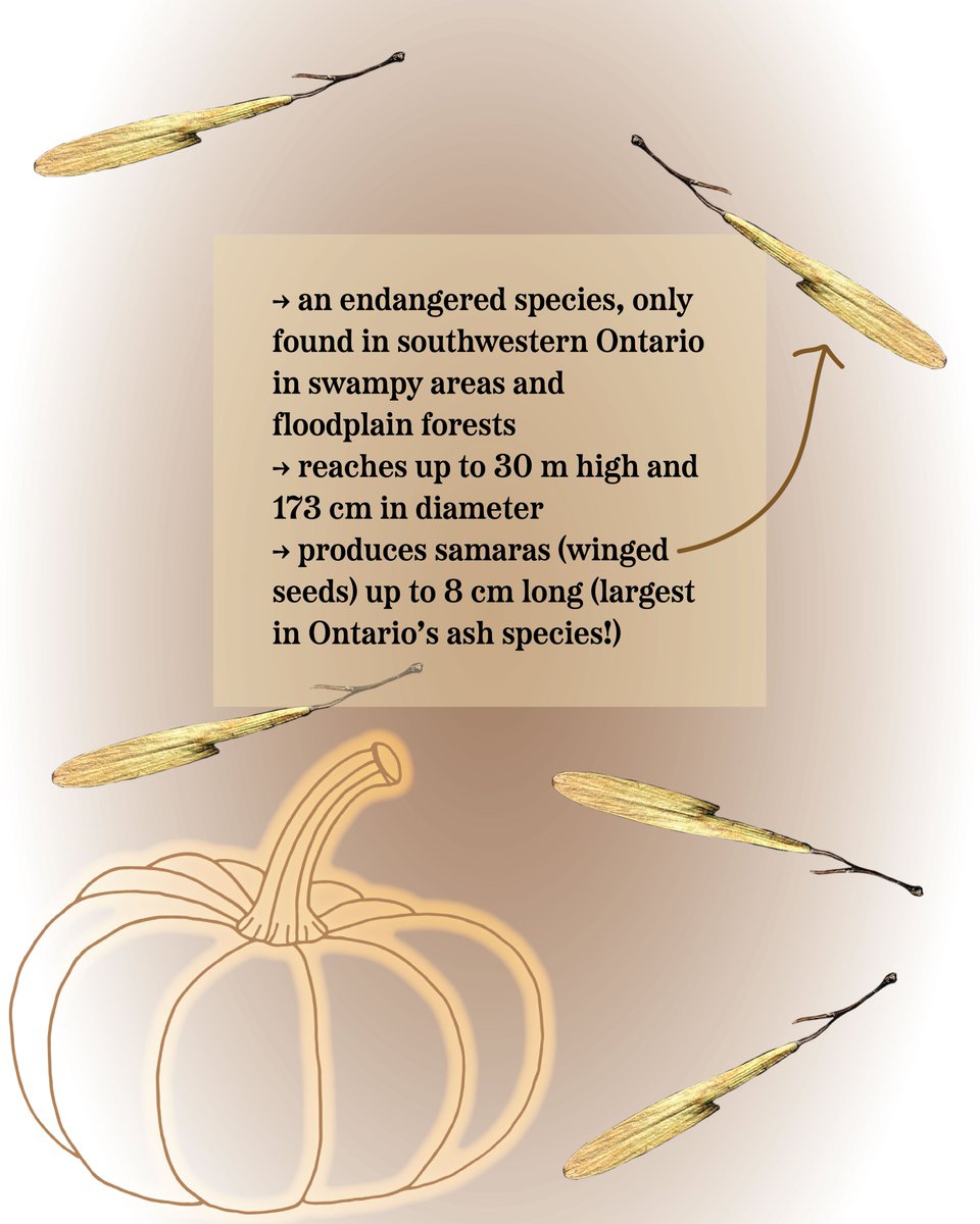longpointca's tweet image. In honour of halloweek, it's time for a #halloweenhighlight ! The leaves you see belong to the endangered Pumpkin 🎃 Ash tree, with only 2 mature Pumpkin Ash known to be left in southwestern Ontario due to the invasive Emerald Ash Borer... now that's really frightening!