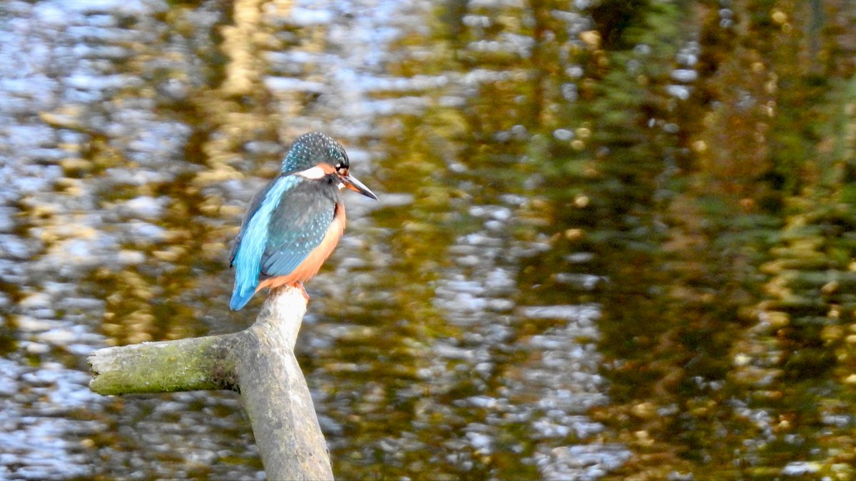 Bright with a cold wind <a href="/tophilllow/">tophilllow</a> again. North Marsh Kingfishers continue their dispute but occasionally graced us with a longer view rather than the usual flash pasts😃 <a href="/Natures_Voice/">RSPB</a> <a href="/BNAscience/">BNA science</a> <a href="/Britnatureguide/">The British Nature Guide</a> <a href="/discoverHullEY/">Discover Hull</a> <a href="/YorkshireWater/">Yorkshire Water 💧</a> #kingfishers