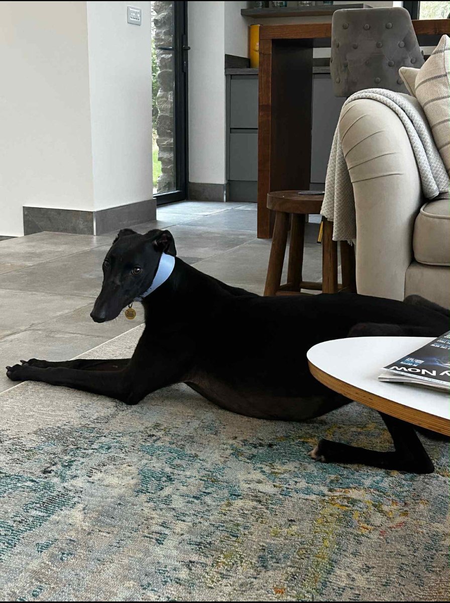 Redbrick Langley loving retired life it’s lovely to get updates with picture’s especially when there homebreds👏🏻<a href="/donnydogs/">Doncaster Greyhounds</a>