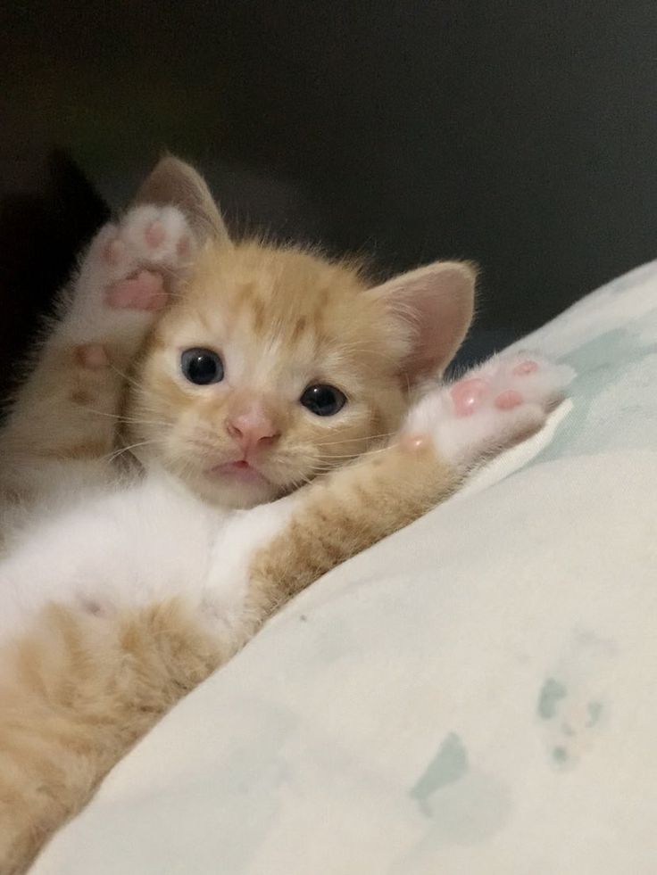 Cute Cats 🐱 (@cutecats_____) on Twitter photo 