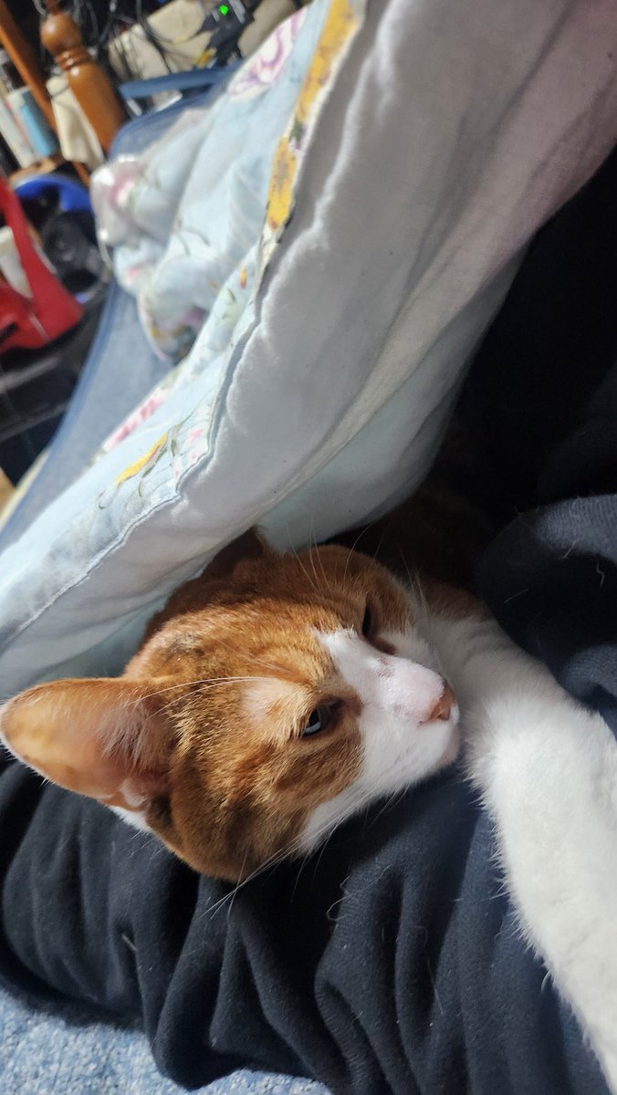 ツンデレの🐱が一緒にオフトゥンに入る季節になりました。 