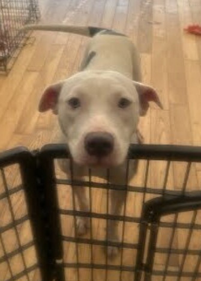 🚨 Last call for 1-y/o Glo, now under kill command. Came in just last week &amp; already listed. Brought in by her owner, after they left she completely shut down. She is young, pretty &amp; social w/ familiar staff. Has an ear infection.