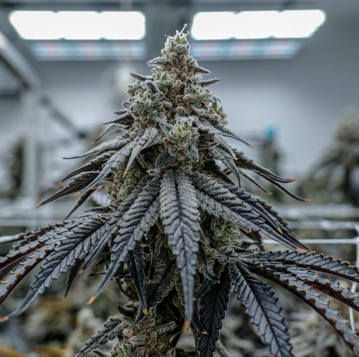 moonmadefarm's tweet image. ⚡️Plasma Fruit🍍 Pablo&apos;s Pineapple X Lochnar. Fruit forward. Science backed. 🧬🍇 #EndlessCultivation #Endless #Cultivation #Cultivar #Buds #Terps #Terpines