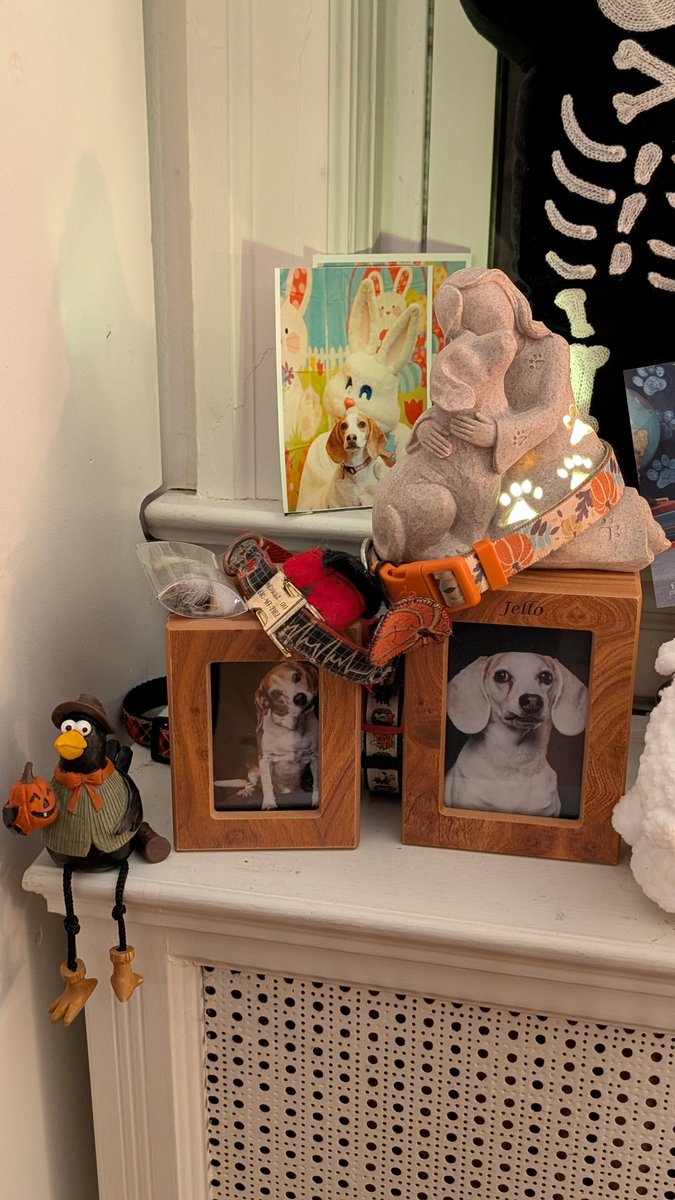 JelloBeagle's tweet image. Our ofrenda ❤️‍🩹 and yes those are underpants 👙 #iykyk #DiaDeMuertos #october27 🐶🐶