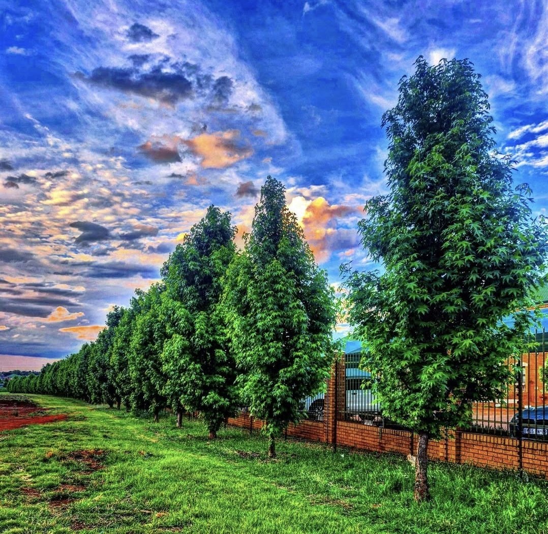 EgO4007's tweet photo. "The best time to plant a tree was 20 years ago. The second-best time is NOW." #EgOPhotophile #BuildYourOwnLegacy https://t.co/iHqerbqyTy