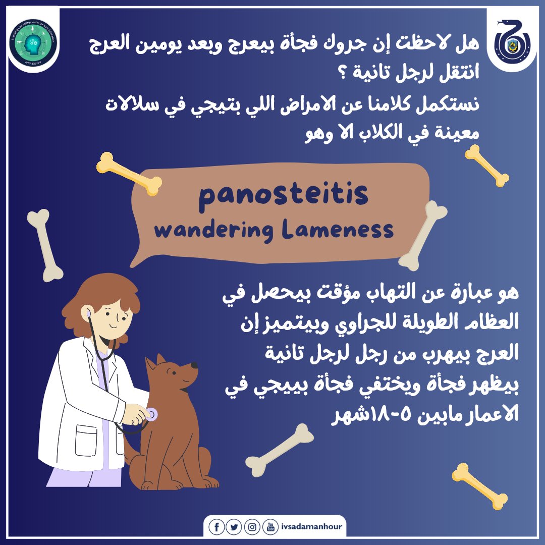 ivsadamanhour's tweet photo. شوفت قبل كده كلبك بيعرج وفجأة بقى ماشي عادي؟ وبعدها بدأ يعرج برجله التانية؟ 🐕🦺
غالبًا عنده حاجة اسمها “العرج التايه” — غريبة بس بتحصل!👇
#DogHealth
#SCOVE
#IVSA
#IVSA_damanhour
#IVSA_EGYPT https://t.co/rt0estIhOq