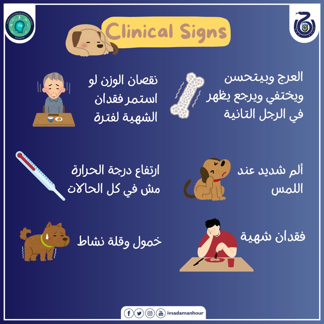 ivsadamanhour's tweet photo. شوفت قبل كده كلبك بيعرج وفجأة بقى ماشي عادي؟ وبعدها بدأ يعرج برجله التانية؟ 🐕🦺
غالبًا عنده حاجة اسمها “العرج التايه” — غريبة بس بتحصل!👇
#DogHealth
#SCOVE
#IVSA
#IVSA_damanhour
#IVSA_EGYPT https://t.co/rt0estIhOq