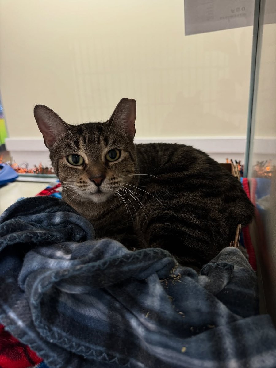 save animals tweet media