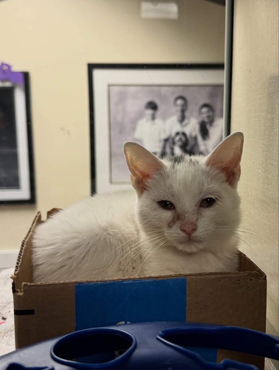 save animals tweet media