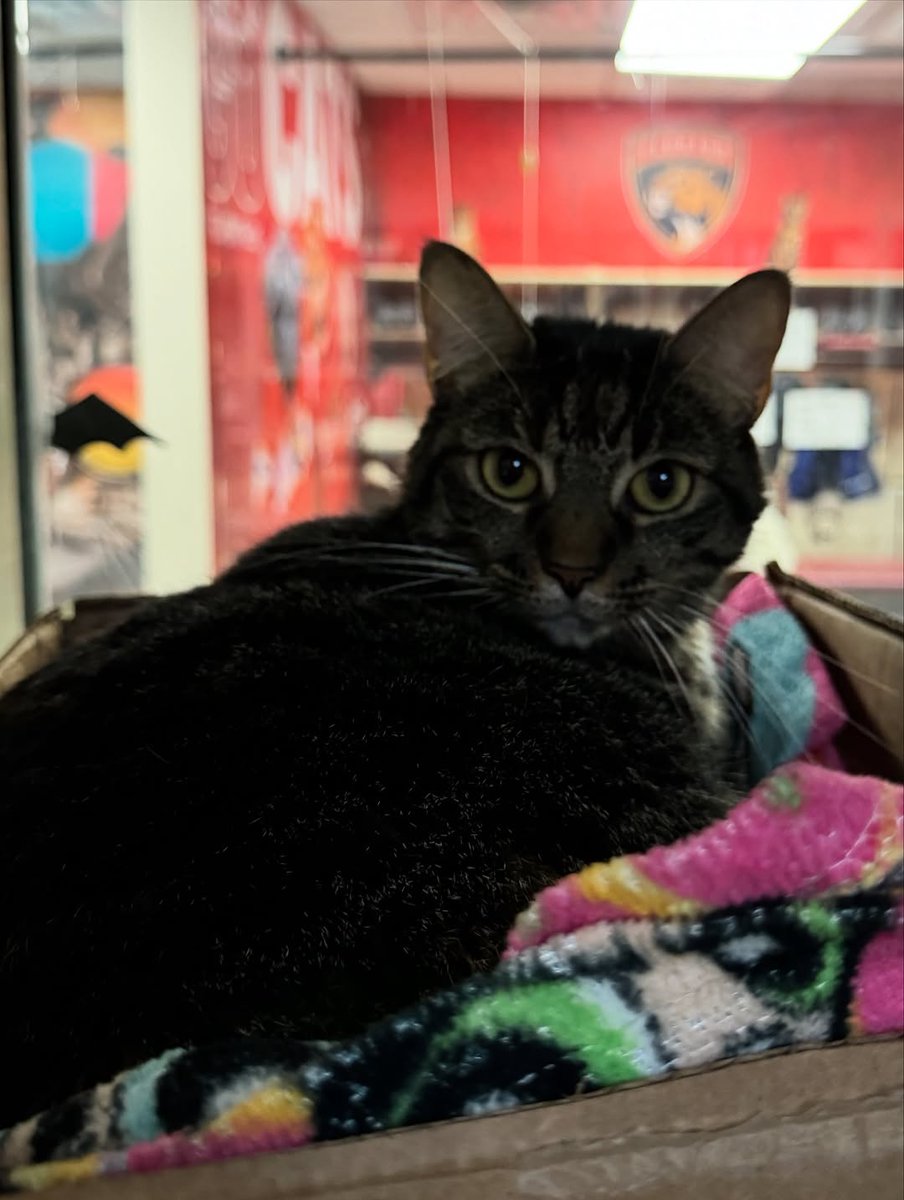 save animals tweet media