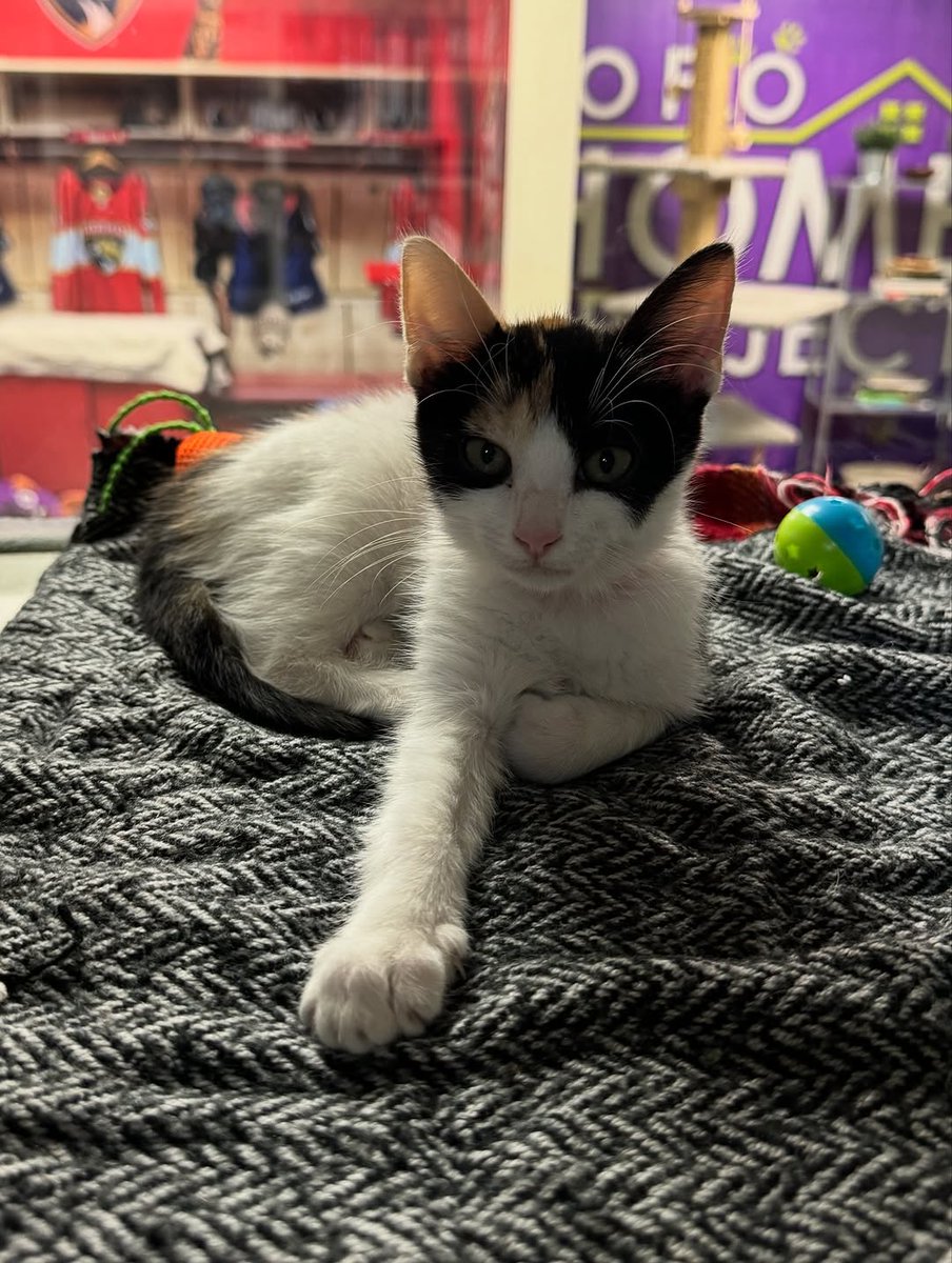 save animals tweet media