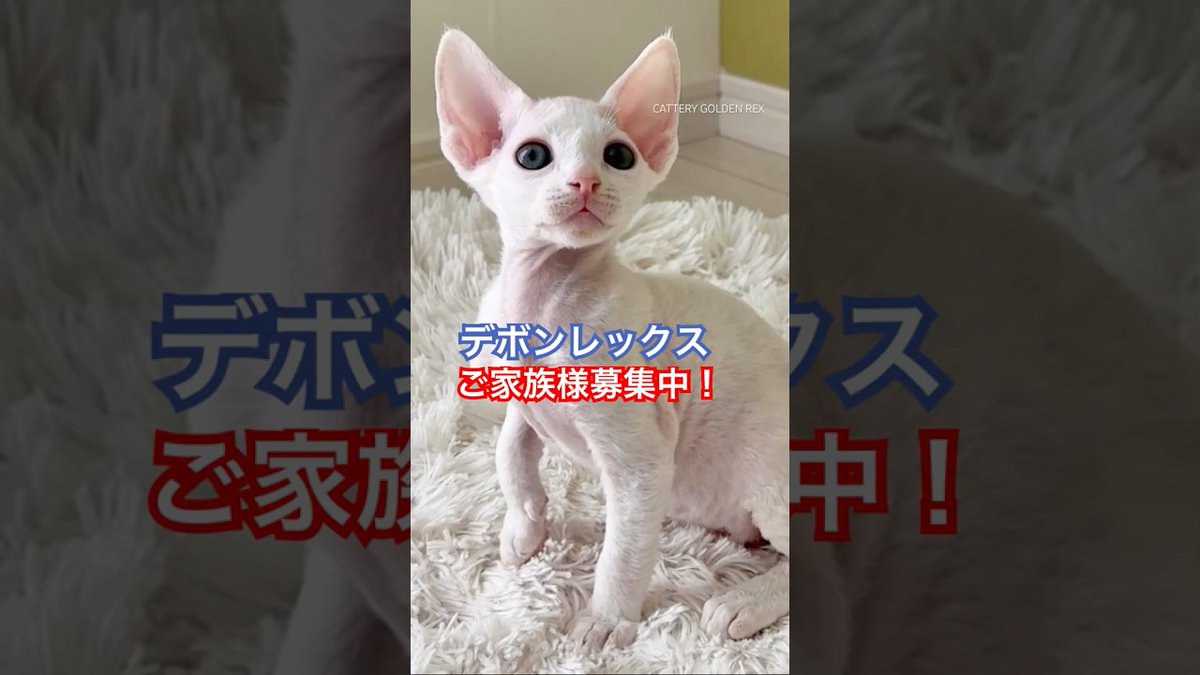 MeowMoeDotCom's tweet image. 【デボンレックス子猫】ご家族様募集中 ##デボンレックス #devonrex #デボンレックスブリーダー #shorts #goldenrex #子猫 #emeraldspiri ...
 
meowmoe.com/211394/
 
#Neko #デボンレックス