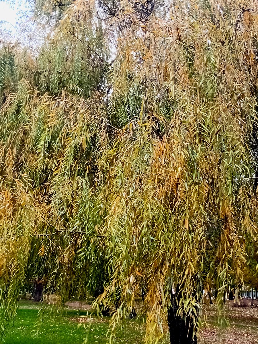 Катерина Галич tweet media