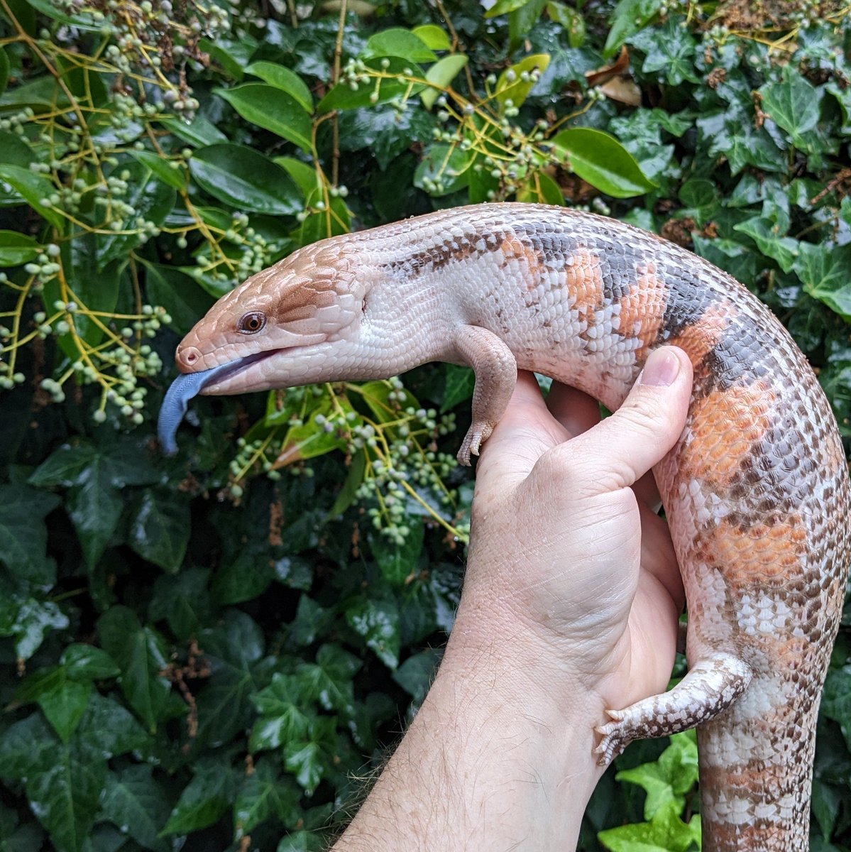 ScalyCrew's tweet photo. Another temp drop this week for the blue tongues
#ScalyCrew #reptiles #bluetongueskink #bluetonguetuesday #bluetonguelizard #tongueouttuesday #skink #lizard #pets #petlizard #animals #brumation #lizardbreeder #lizardkeeper #herpetoculture #nature https://t.co/64ICHczrI6
