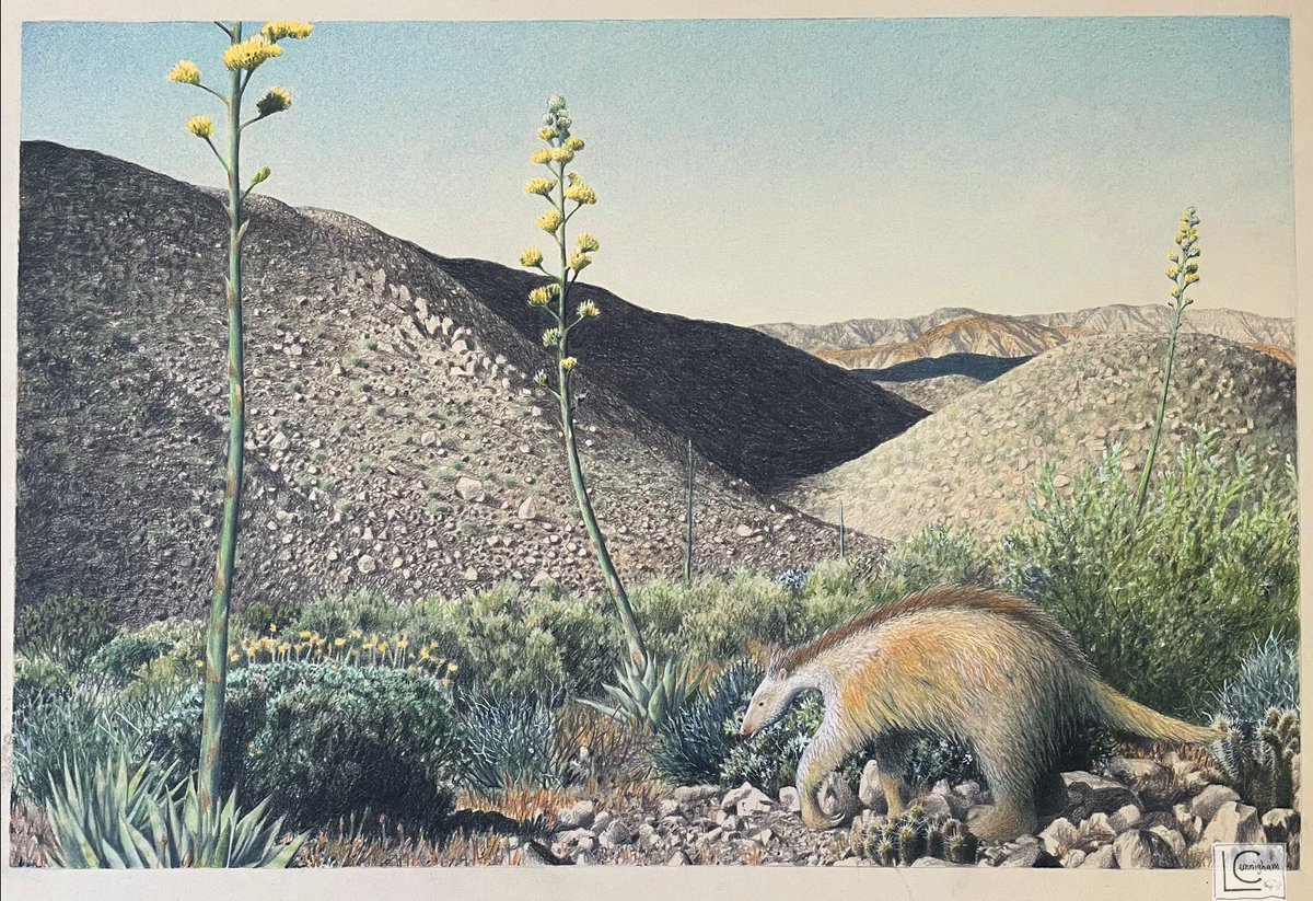 Nothrotheriops Shasta ground sloth in a Pleistocene low desert refugium near the Colorado River, before creosote moved in. One of my older pieces, colored pencil on paperboard, 1991. #paleoart