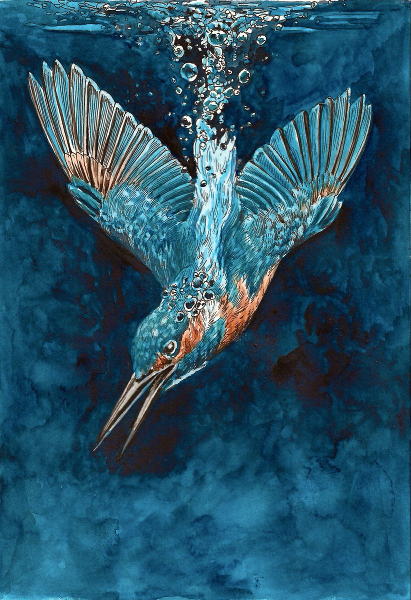 AtelierGeeraets's tweet image. Goedenavond, dit is een tekening van een ijsvogel. Is het wat? 

‘Waar is alle vis heen?’
29,7 x 21 cm
Inkt en aquarel op papier 

Delen is lief.