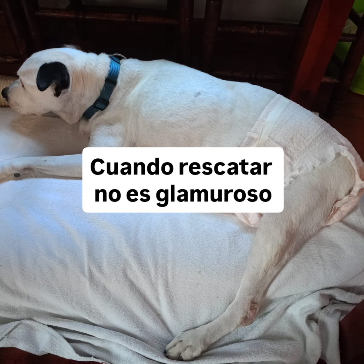 #Sevilla
Esta es la parte que nadie quiere, cuando hay que cuidar de los perretes como se puede, porque dependen de nosotros, y lo hacemos con todo el amor.... 

#RONETE no es tan mayor, tiene 9 años, pero tiene una artrosis avanzada y le duele moverse, por eso los días con