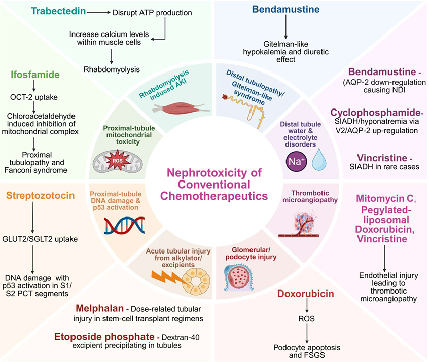 Mechanism and clinical manifestations of nephrotoxicity associated with conventional chemotherapeutics

doi.org/10.1093/ndt/gf…