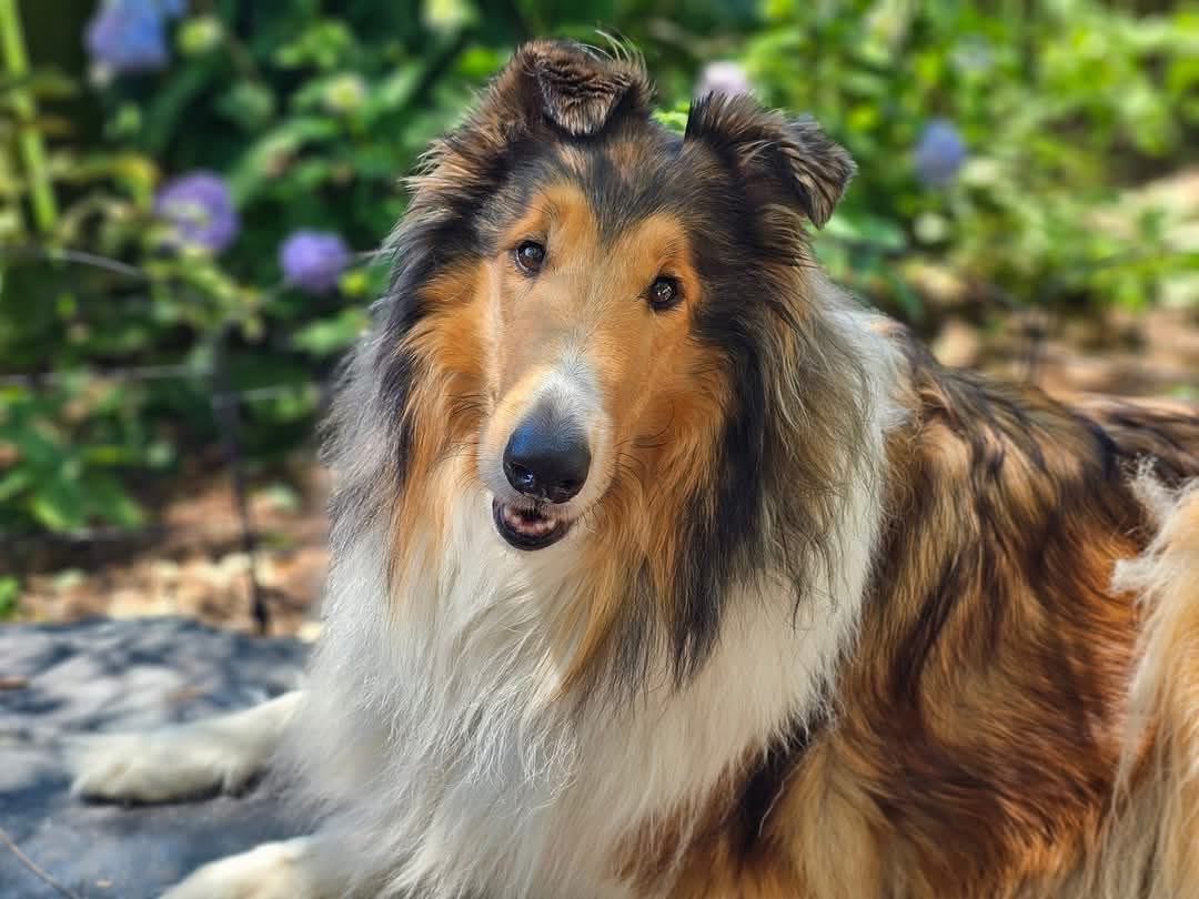 Tuesday, October 28, 2025

Please🙏 share for:

Coastal Sheltie Rescue 
Virginia Beach, VA  23456

We are all visitors to this time and this place.
Our dogs🐾🐾 are here with us for such a short while —
so let’s make every moment worth remembering. 🌊🐶

Layla🐾🐾 is a very