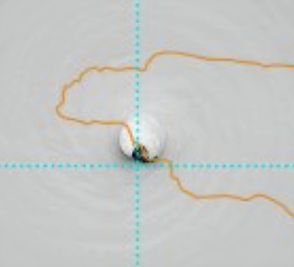 Simon Brewer tweet media