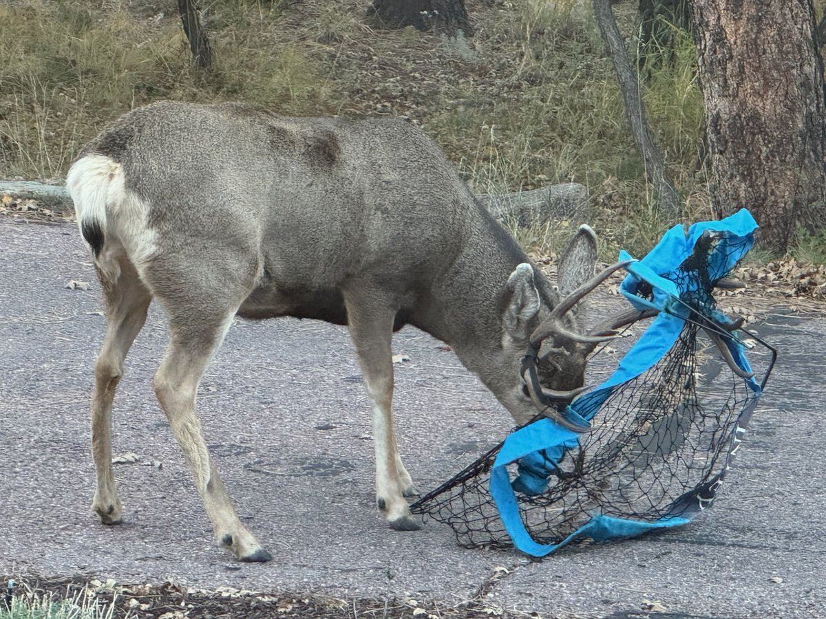 Halloween webbing, string lights, netted hammocks, sport nets and similar items can tangle wildlife. Consider wildlife safety in outdoor decorating/fall clean-up. Learn more: cpw.state.co.us/news/10042024/…